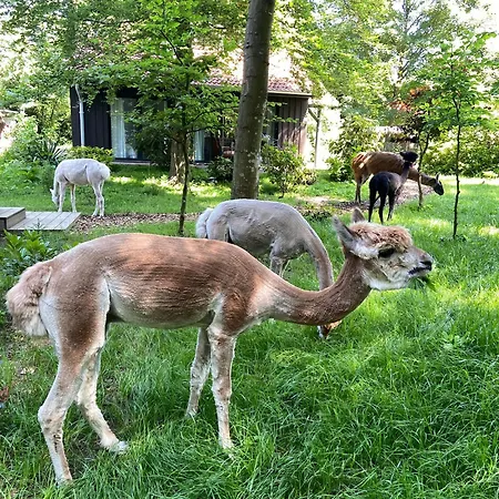 Alpacasa * Buchholz in der Nordheide