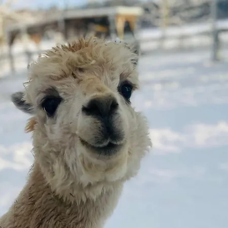 Feriehus Alpacasa